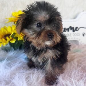 Mollie