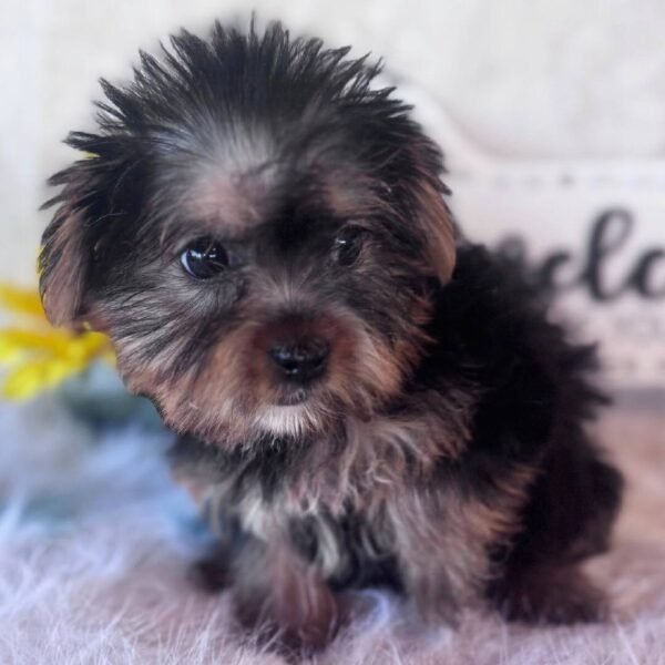 Mollie - Image 3