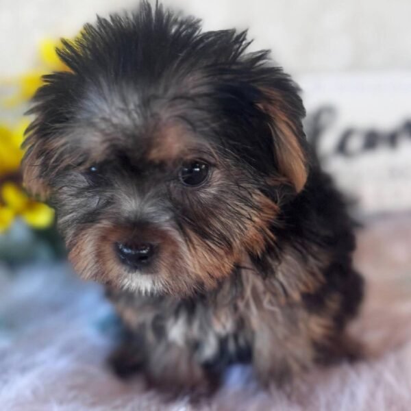 Mollie - Image 2